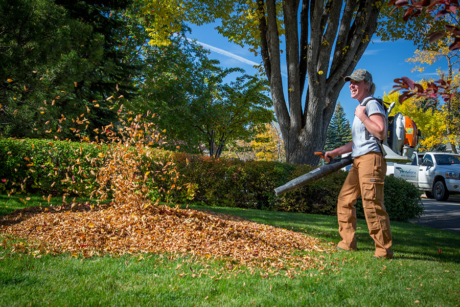 Affordable Lawn Clean Up Service in Bay area California