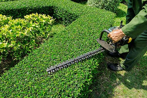 Excellent Lawn Care in Bay area California