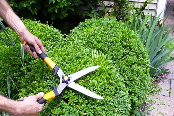 Effective Shrub and Hedge Trimming Services Bay area California