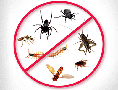 Efficient Insect and Pest Control Services Bay area California