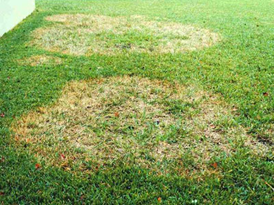 Local Lawn Disease Solutions Services Bay area California