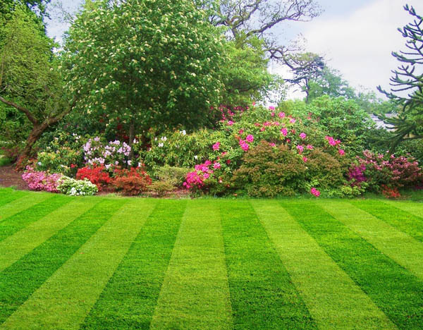 Leading Lawn Maintenance Services Bay area California