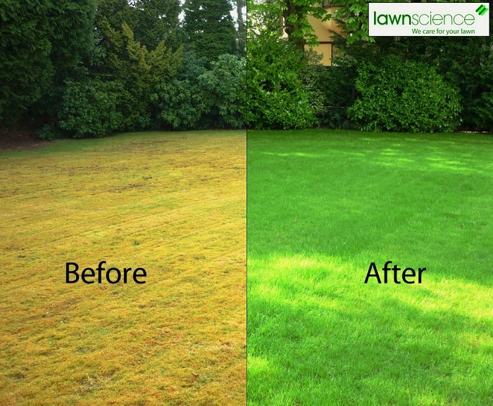 Experienced Lawn Overseeding Services Bay area California