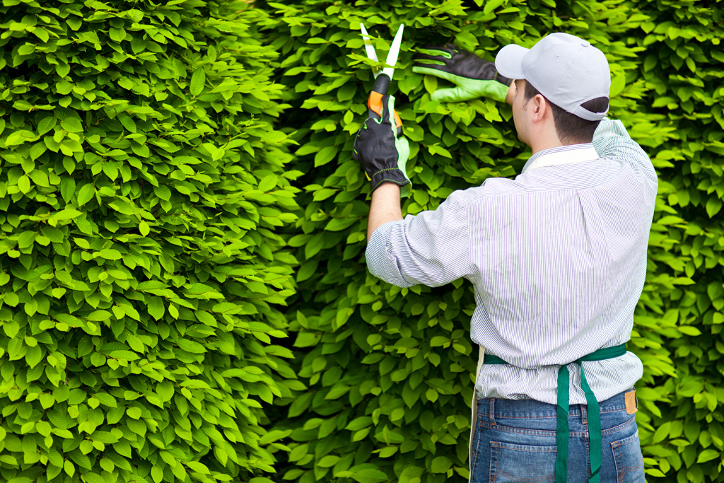 Best Tree and shrub Services and Cost in Bay area California