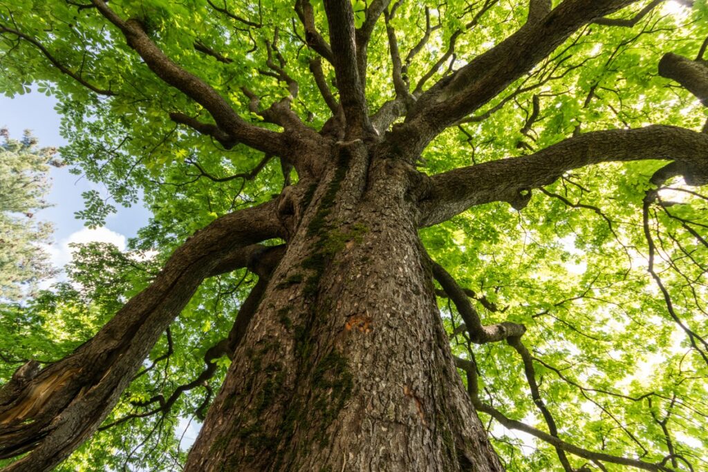 Leading Tree Management Services Bay area California