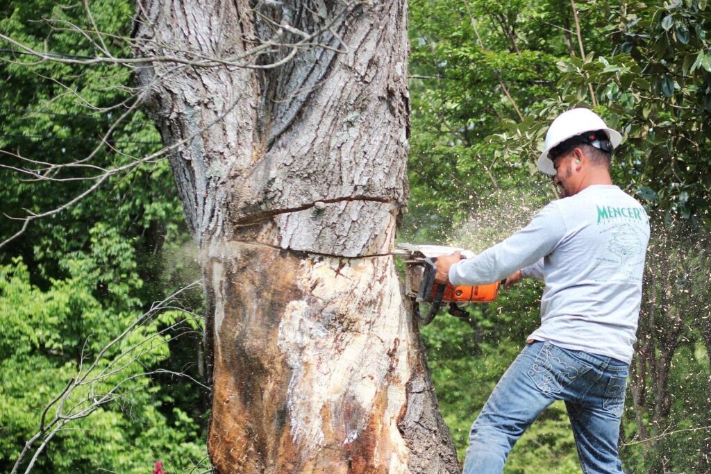 Best Tree Removal Services and Cost in Bay area California