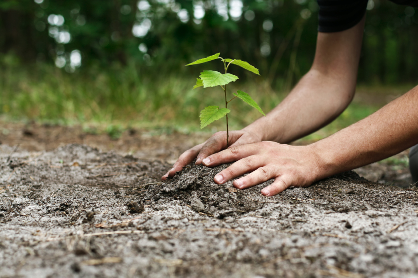 Best Tree Planting and Cost in Sunnyvale, CA